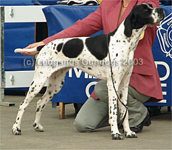 Best Puppy & 1st Junior Bitch